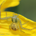 Flower Crab Spider