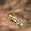 Northern Green Frog