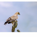 Tawny Eagle with spiny tail lizard