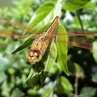 Scarlet Dragonfly