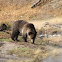Grizzly bear