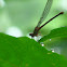 Damselfly