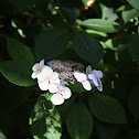 Hydrangea