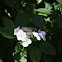 Hydrangea
