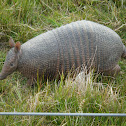Mulita- Southerm Long-nosed Armadillo