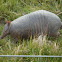 Mulita- Southerm Long-nosed Armadillo