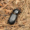 Horned Passalus