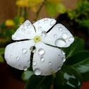 Madagascar periwinkle