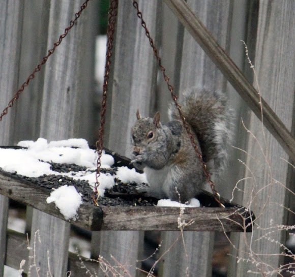 Spotting Image 1