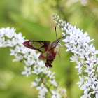Hummingbird Clearwing