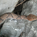 Copperhead