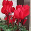 Red Cyclamen