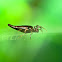 Long-Bellied Cyclosa Spider