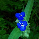 Ohio Spiderwort