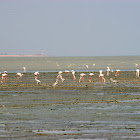 Flamingos