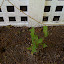 honeysuckle