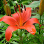 Lily