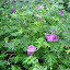 Wild geranium