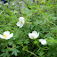 Potentilla