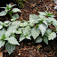 Dead nettle