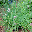 Chives
