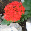 Maltese Cross