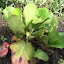 elephant-ears