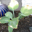 hosta