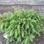 Bird's Nest Spruce