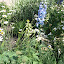Delphinium