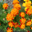 marigolds