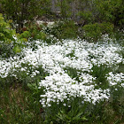 Dyanthus