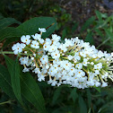 Butterfly Bush (white)