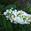 Butterfly Bush (white)