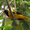 black hooded oriole