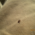 Rabbit Tick