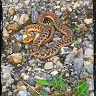 Common garter snake