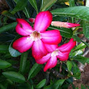 Desert Rose