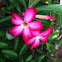 Desert Rose