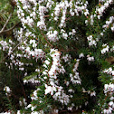 Heather