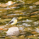 Grey wagtail