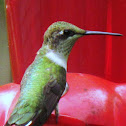 Ruby Throated Hummingbird