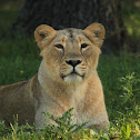 Asiatic Lion