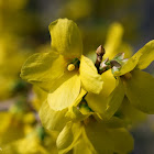 Forsythia