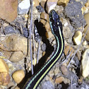 Western ribbon snake