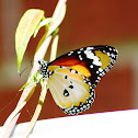 Plain Tiger