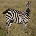 Grant's Zebra