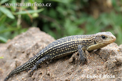 gerrhosaurus-major-05a20031