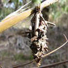 Bagworm moth coccoon
