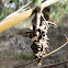 Bagworm moth coccoon